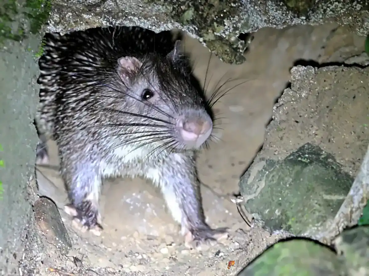 Asian Brush-tailed Porcupine at a burrow entrance, showing long whiskers and flattened spines on its shoulders