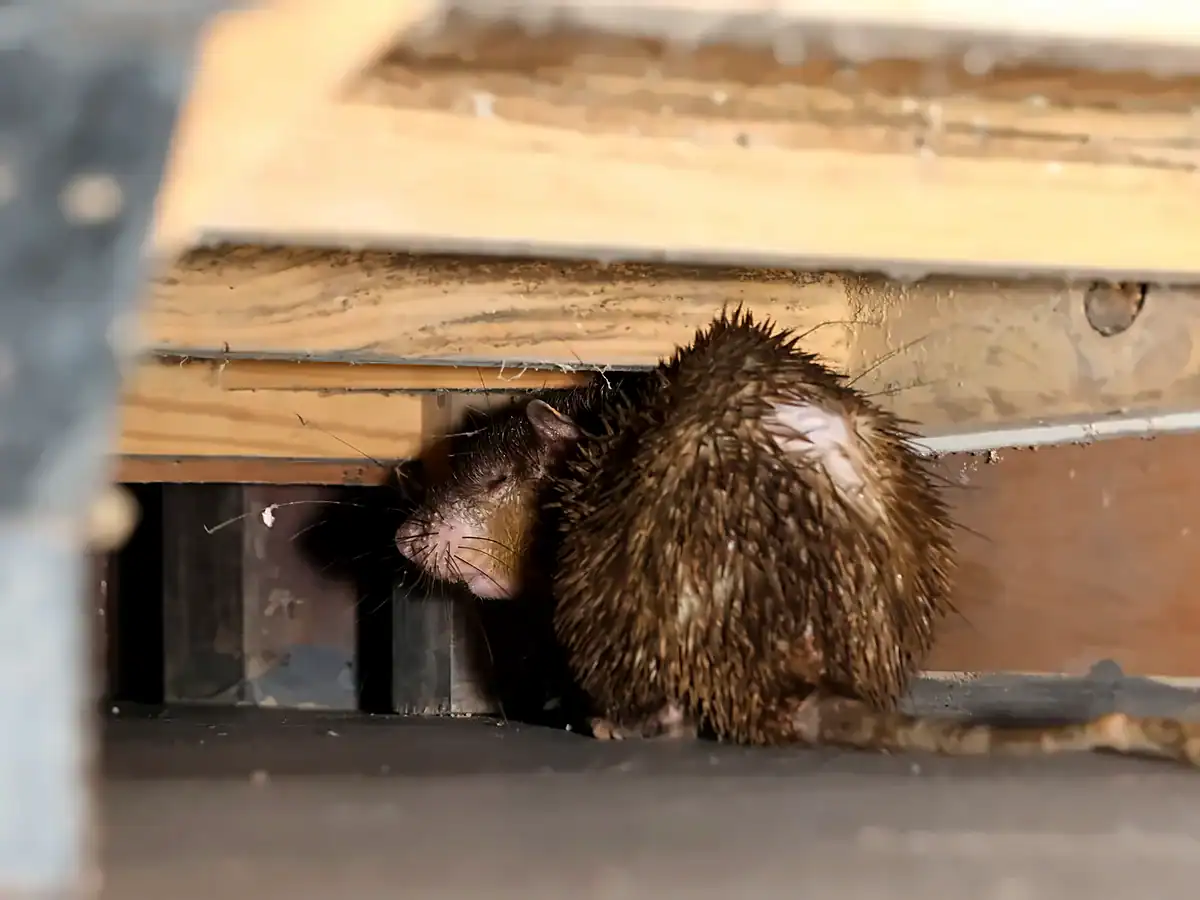 Asian Long-tailed Porcupine sheltering under a building in Sabah, Borneo, showing its bristly, rat-like coat