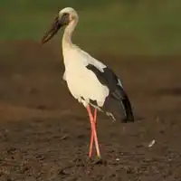 Asian openbill showing the gap in its closed bill, standing in a wetland in India