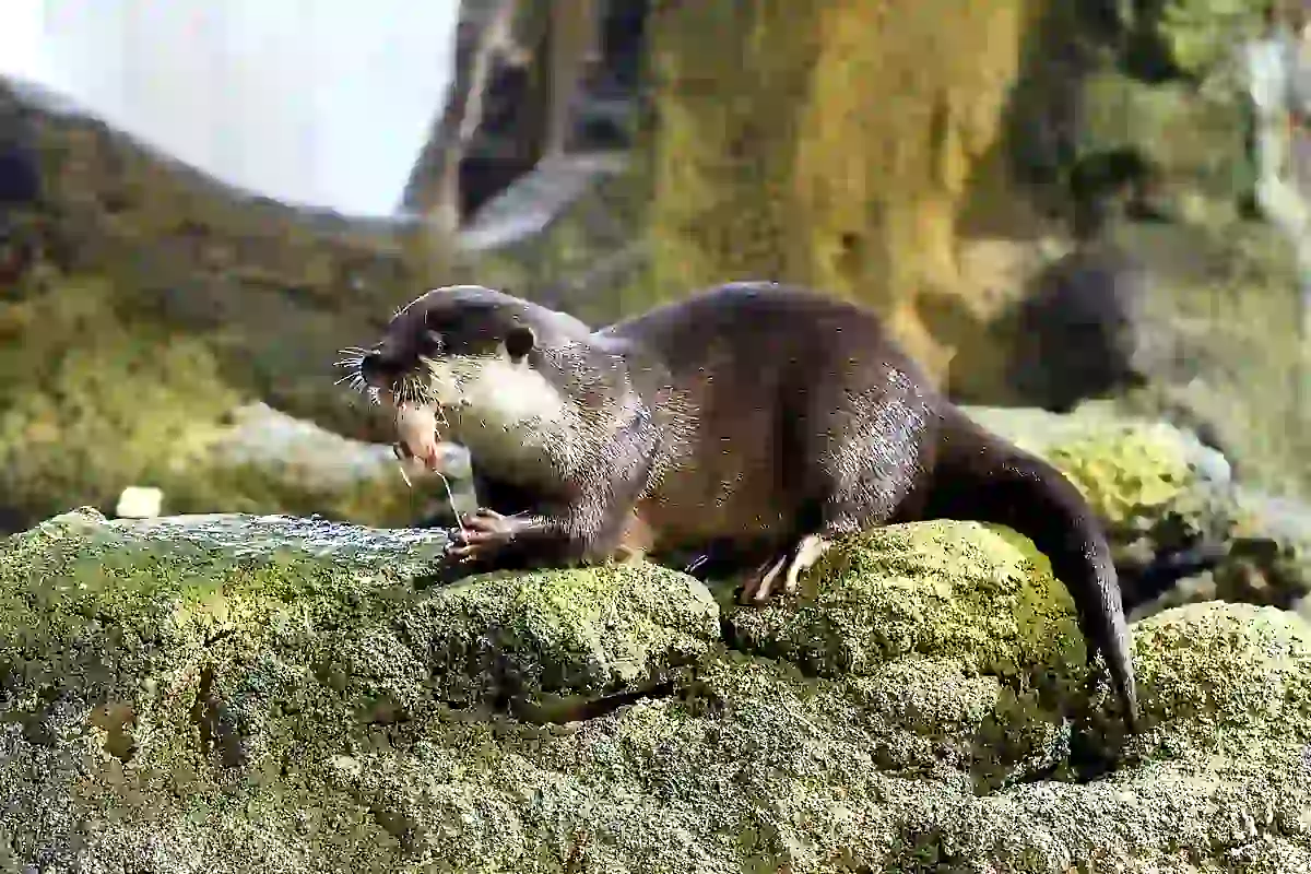 Asian small-clawed otter, the smallest otter species, holding food in its dexterous front paws
