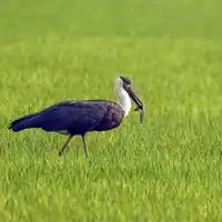 Asian woolly-necked stork with black cap, bare grey face and white neck standing in a green paddy field in India