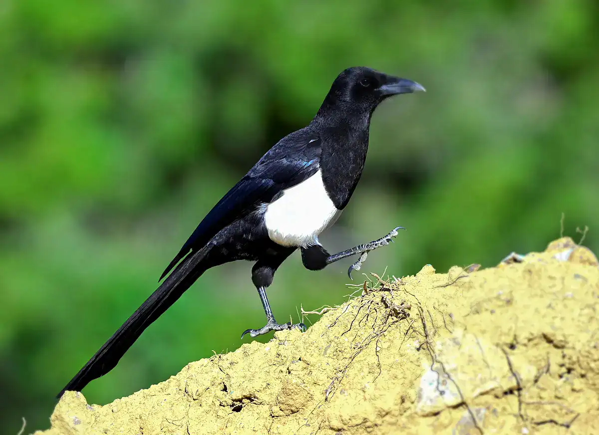 Asir Magpie in the Asir Mountains of Saudi Arabia, a dark magpie with a short tail and heavy bill