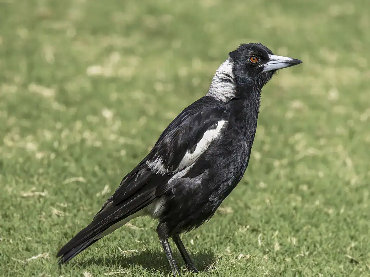 Australian Magpie standing on grass, black and white with a gray nape
