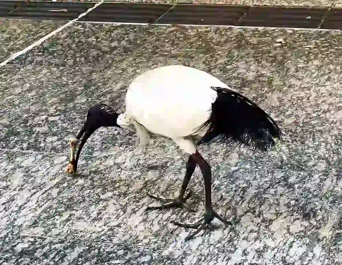 Australian White Ibis foraging in an urban area of Brisbane, the bird Australians call the bin chicken