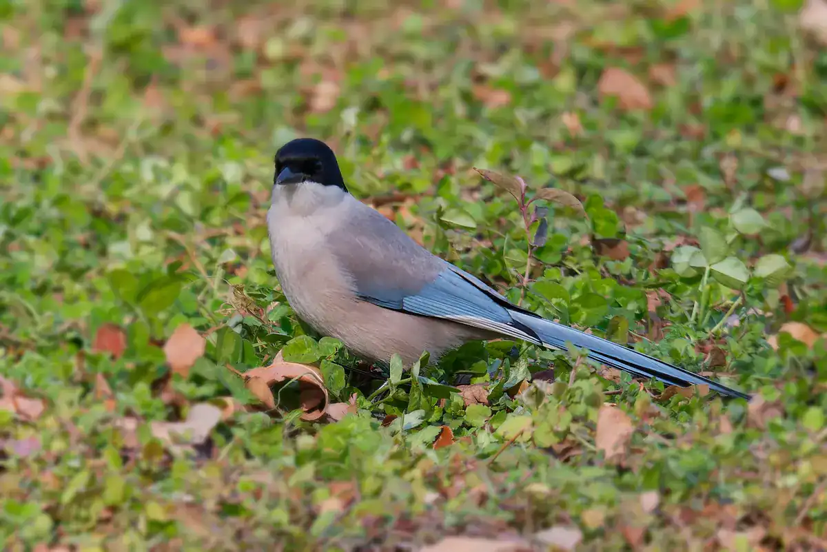 Azure-winged Magpie on the ground with a black cap and pale blue wings and tail