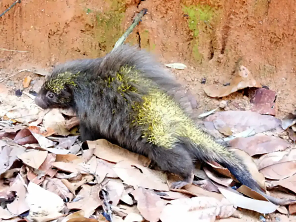 Bahian Hairy Dwarf Porcupine walking on dry leaves, showing thick gray fur that hides its quills