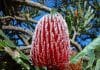 Banksia