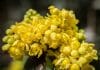 Barberry