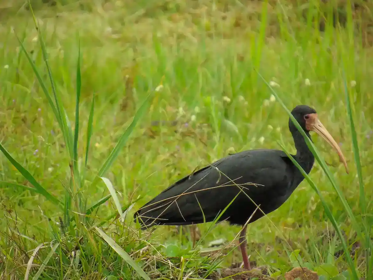 Bare-faced Ibis in grass showing dull blackish plumage and bare reddish face