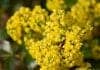 Basket-of-Gold