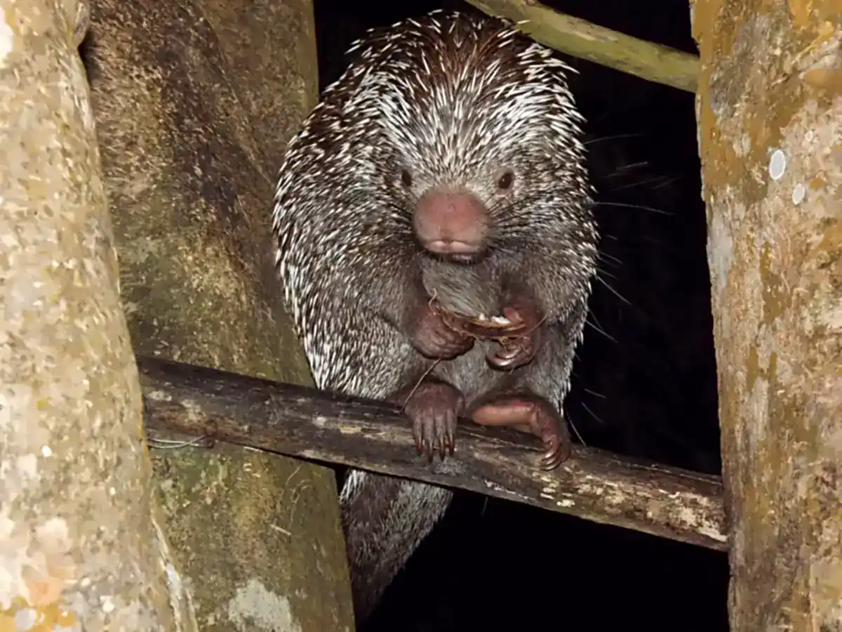 Baturité Porcupine perched on a branch at night in Ceará, Brazil, showing salt-and-pepper spines and a large pink nose