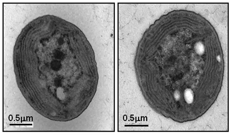 Transmission electron micrograph of Synechocystis cyanobacteria showing concentric internal thylakoid membranes