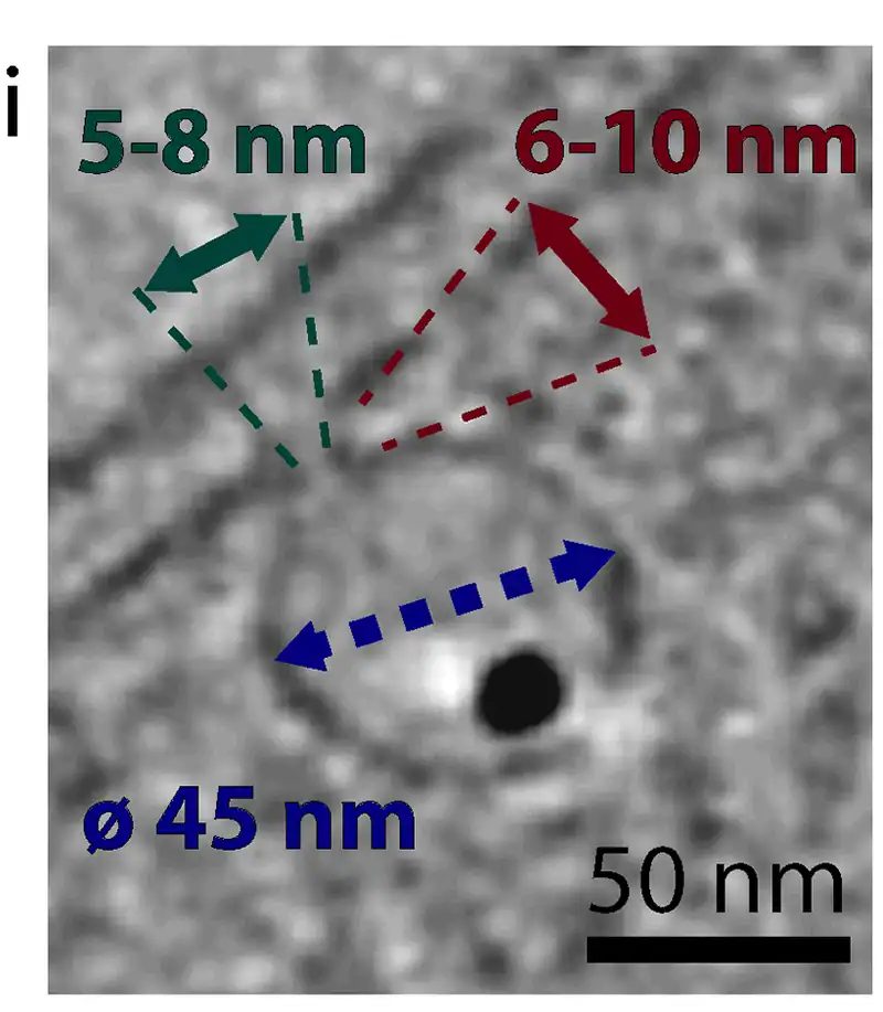 Cryo-electron tomogram of a magnetosome in Magnetospirillum gryphiswaldense showing a magnetite crystal inside a 45 nanometre membrane vesicle