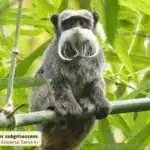 Bearded Emperor Tamarin