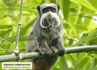 Bearded Emperor Tamarin