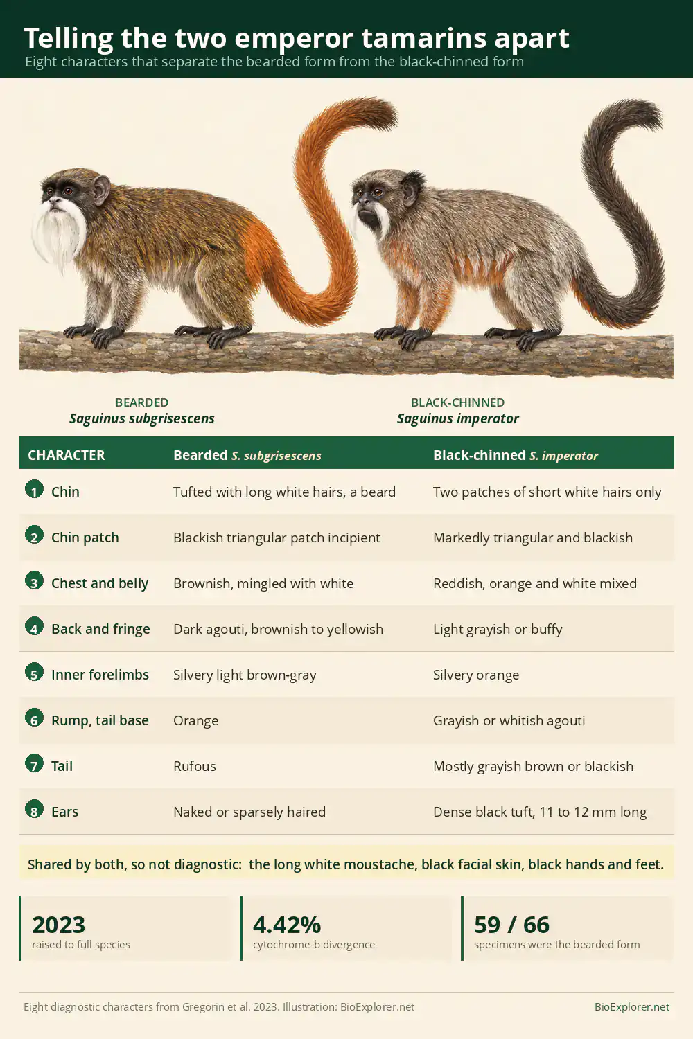 Bearded Emperor Tamarin Compared With The Black-Chinned Emperor Tamarin Comparison plate of the bearded emperor tamarin and the black-chinned emperor tamarin with a table of eight diagnostic characters