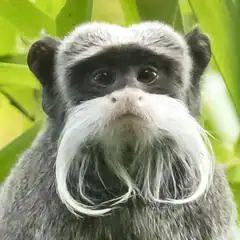 Head of a bearded emperor tamarin showing its white moustache, white chin beard and bare ears Head of a bearded emperor tamarin showing its white moustache, white chin beard and bare ears