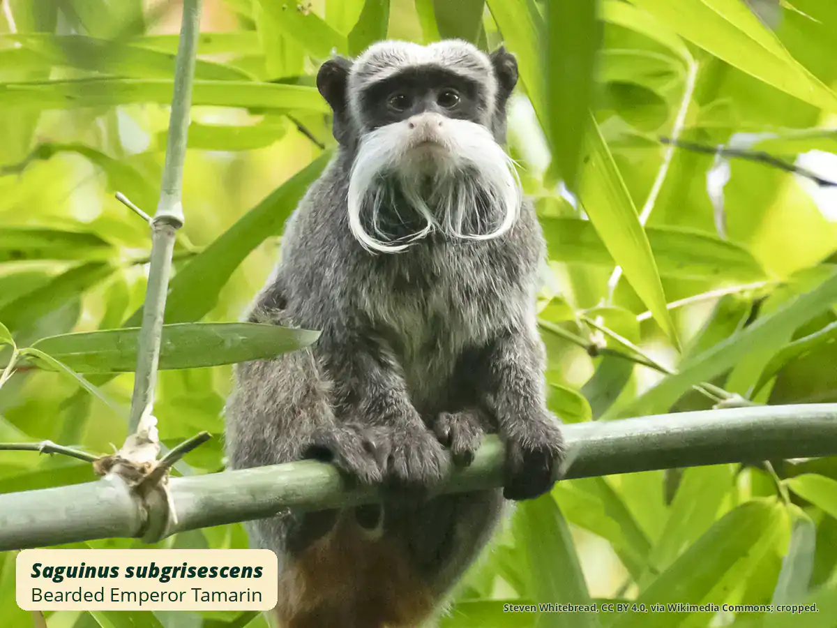Bearded Emperor Tamarin Wild bearded emperor tamarin perched on bamboo, showing its white moustache, chin beard and rufous tail
