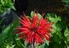 Bee Balm
