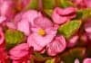 Begonia