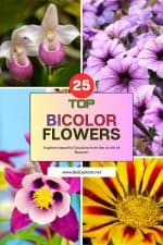 Bicolored Top 25 Bicolor Flowers | Nature's Two-Toned Wonders!