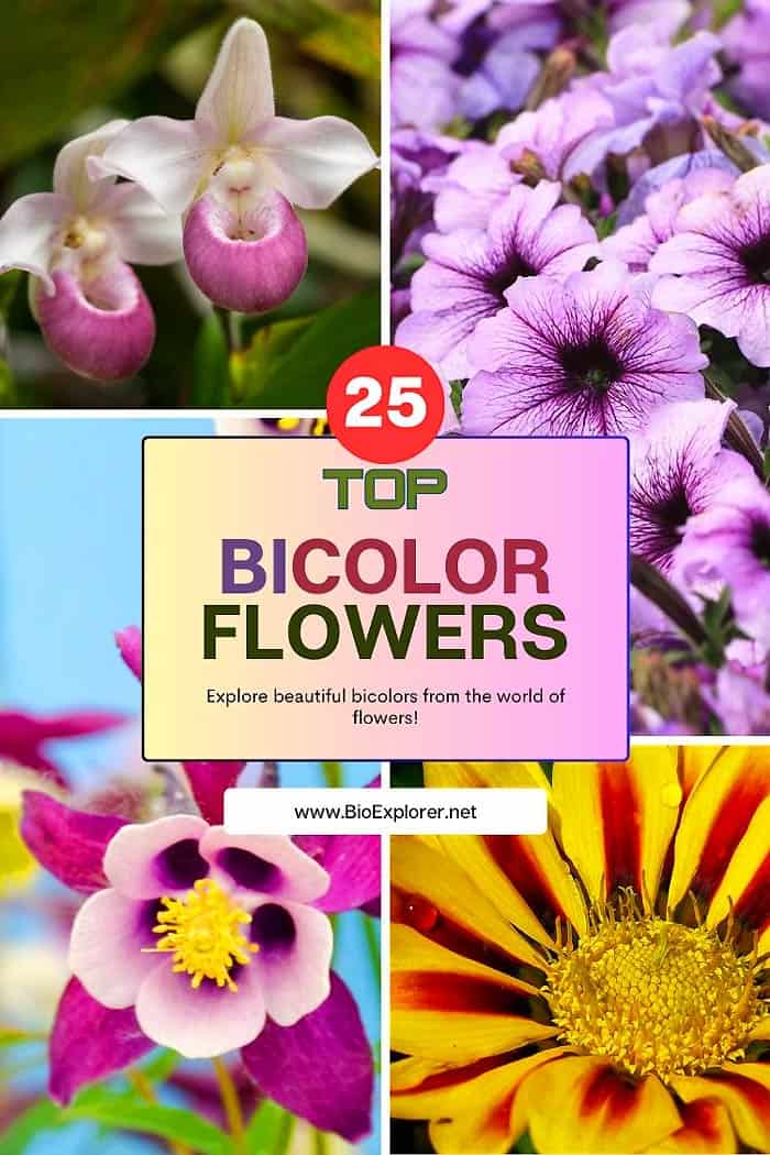 The Top 25 Bicolor Flowers: Nature’s Two-Toned Wonders