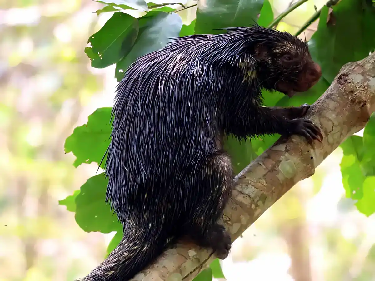 Bicolor-spined Porcupine climbing a sloping branch in Peru, showing its dark spiny mantle and long prehensile tail