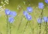 Big Flax