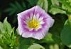 Bindweed