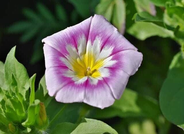 Flowers Starting with B | B Flowers | Flower Names Begin with B