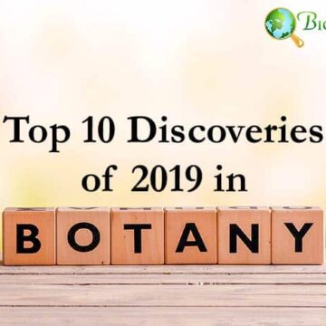Botany Discoveries in 2019