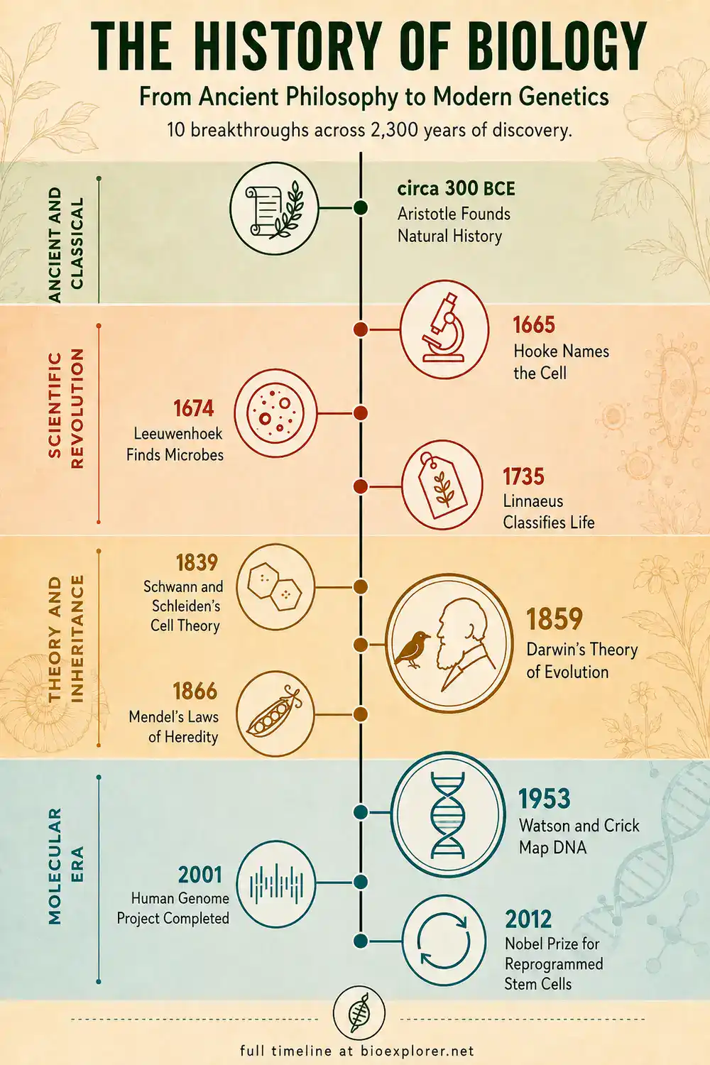 Infographic timeline of the history of biology, from Aristotle's natural history in 300 BCE to the 2012 Nobel Prize for reprogrammed stem cells, covering 10 major breakthroughs across four eras.