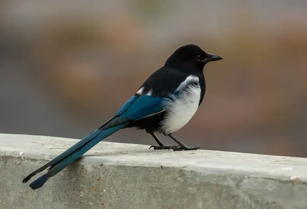Black-billed Magpie perched on a ledge in Alaska with a blue-green tail