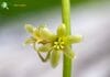 Black Bryony