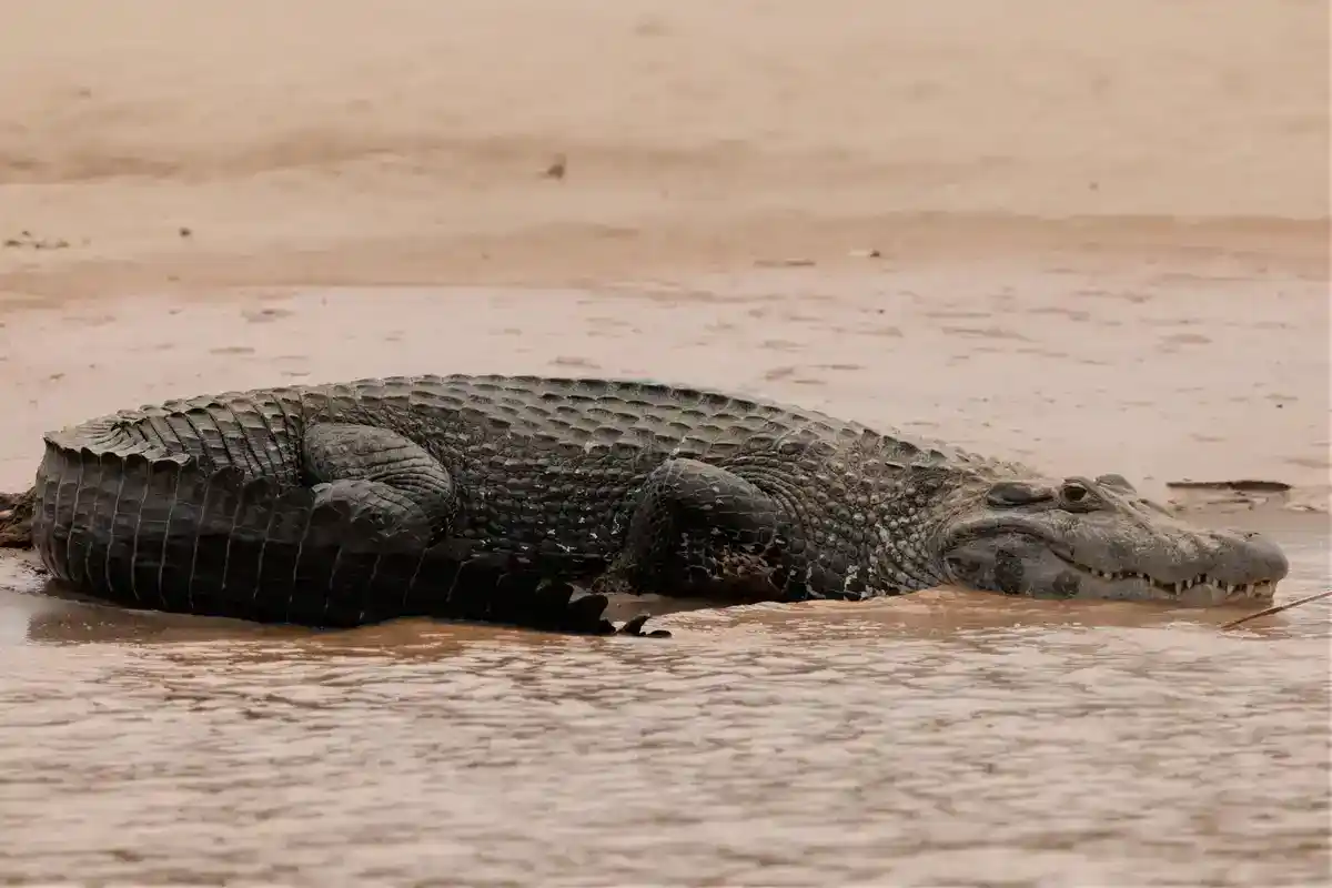 Black caiman (Melanosuchus niger), a top predator of Neotropical waters