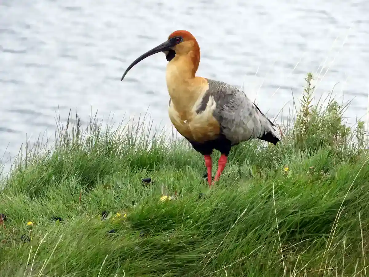 Black-faced Ibis standing in grassland in Torres del Paine, showing its rufous cap and pale wing patch