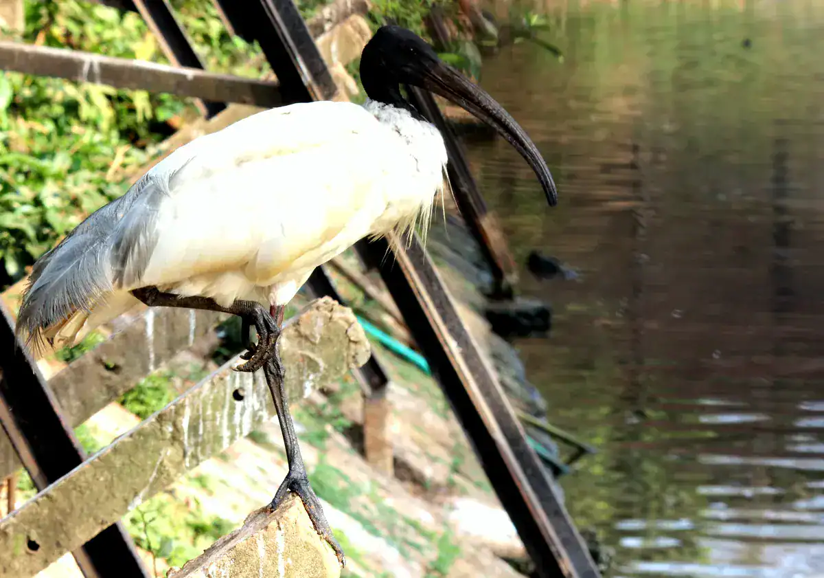 Black-headed Ibis at a wetland edge showing white plumage and a bare black head and neck