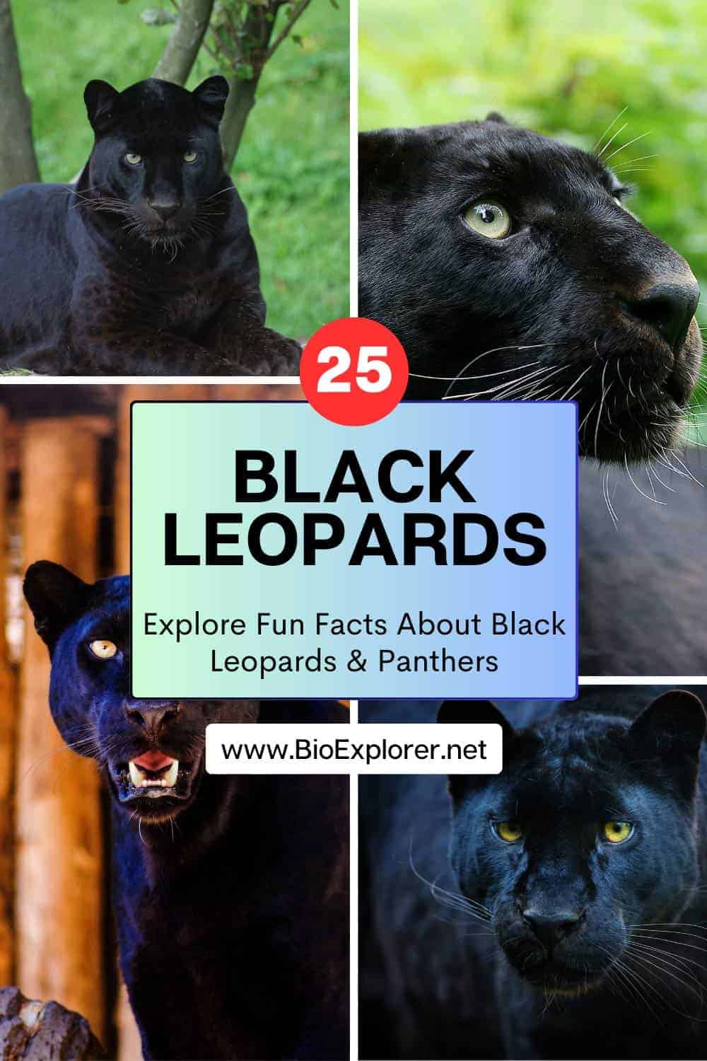 Black Leopard Black Panther Panthera Pardus Fun Facts Black Leopard Black Panther Panthera Pardus Fun Facts