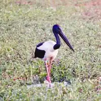 Black-necked stork with glossy green and purple neck and coral red legs in Kakadu National Park, Australia