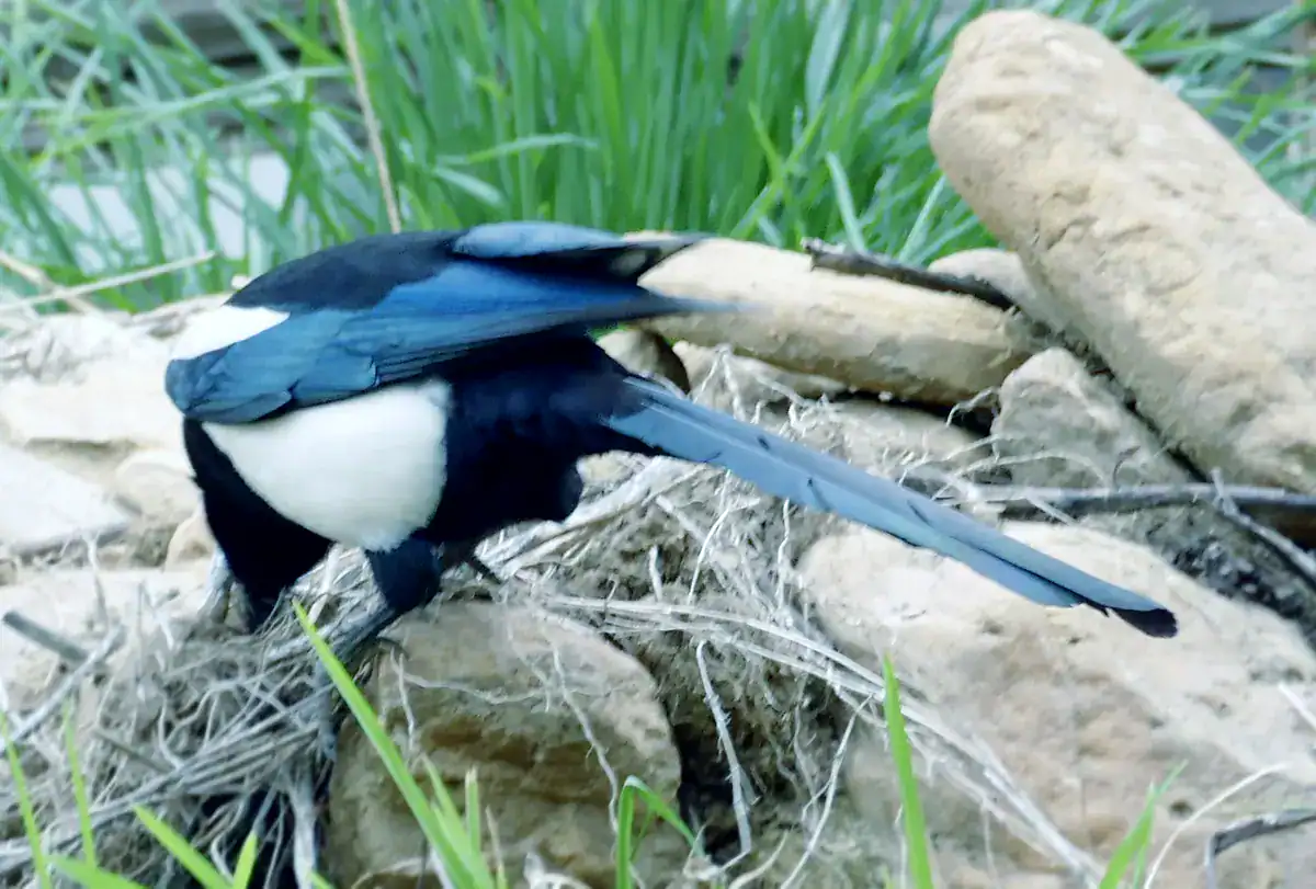 Black-rumped Magpie perched on stones in Bhutan, showing blue wings and a white belly