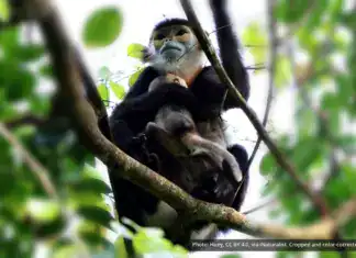 Black-shanked Douc Langur