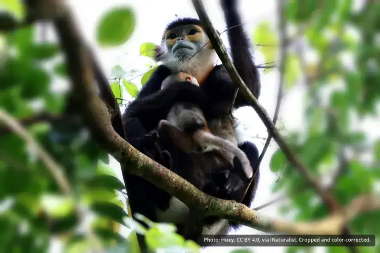 Black-shanked Douc Langur