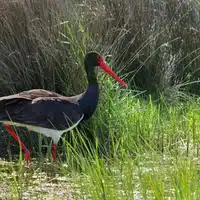 Black stork with glossy dark plumage, red bill and red legs wading in shallow water in Greece