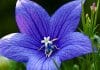 Balloon Flower