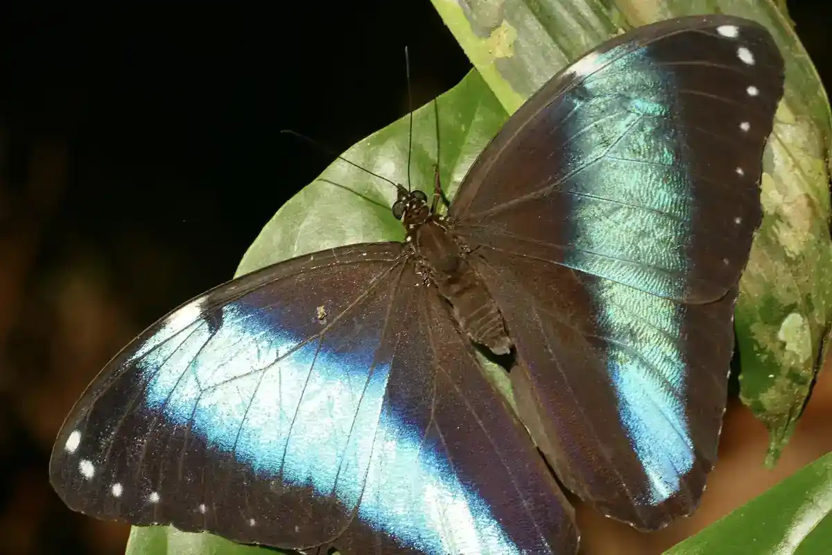 Blue morpho butterfly (Morpho helenor) showing structural blue Morpho butterfly with wings open showing iridescent blue bands