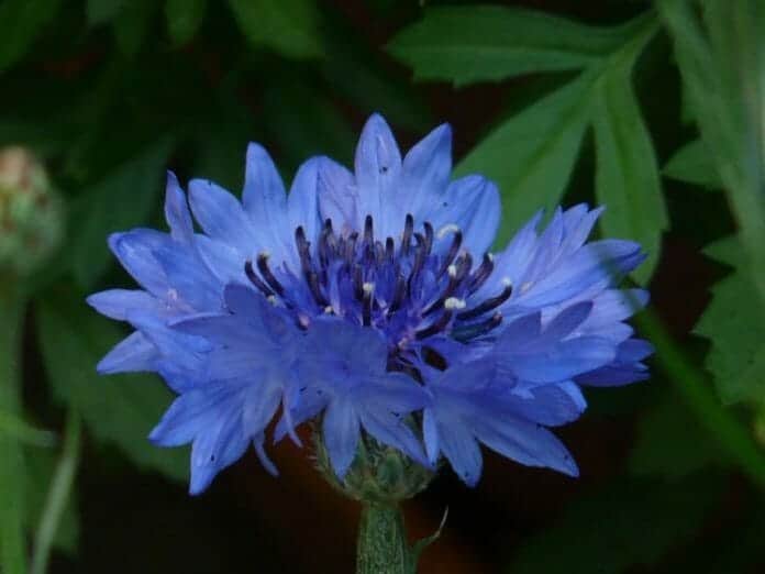 Centaurea cyanus Flower | Garden cornflower | Pictures | BioExplorer.net