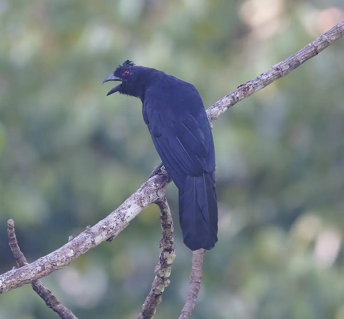 Bornean Black Magpie in Sabah, glossy black with a red eye and no white wing stripe