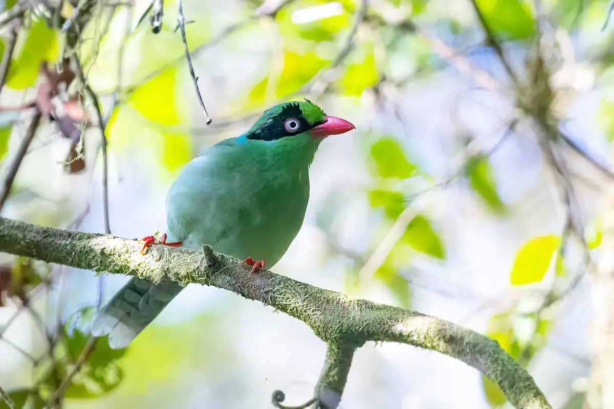Bornean Green Magpie in the mountains of Borneo with a black mask and red bill