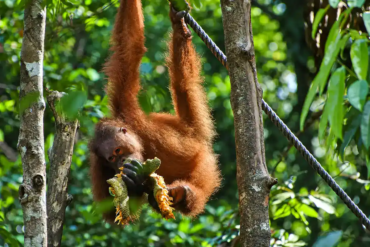 Bornean orangutan hanging from a branch while feeding in the Borneo rainforest