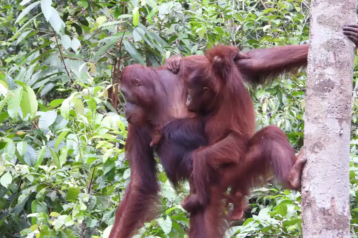 Bornean orangutan (Pongo pygmaeus) with infant Bornean orangutan mother and infant in forest canopy
